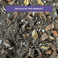 Cultured Aroid Mix by Plant Culture PH