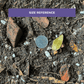 Cultured Aroid Mix by Plant Culture PH
