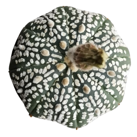 Astrophytum Super Kabuto #007