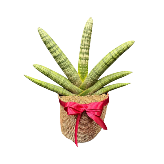 Plant Culture Sansevieria Boncel 9cm – Succulent Christmas Gift