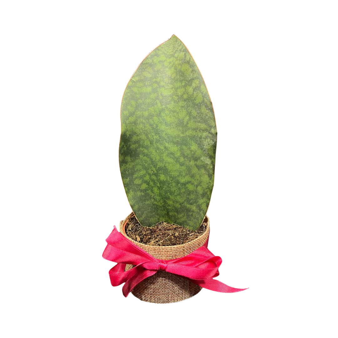 Plant Culture Whalefin Sansevieria 9cm – Premium Christmas Gift