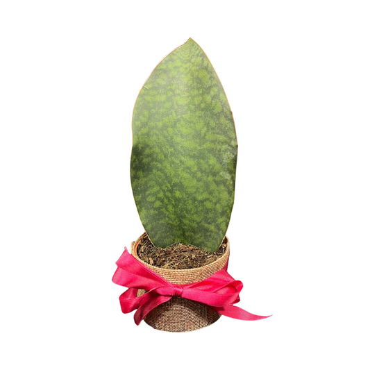 Plant Culture Whalefin Sansevieria 9cm – Premium Christmas Gift