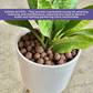 Elevated Planter with Wooden Stand | Ceramic Pots