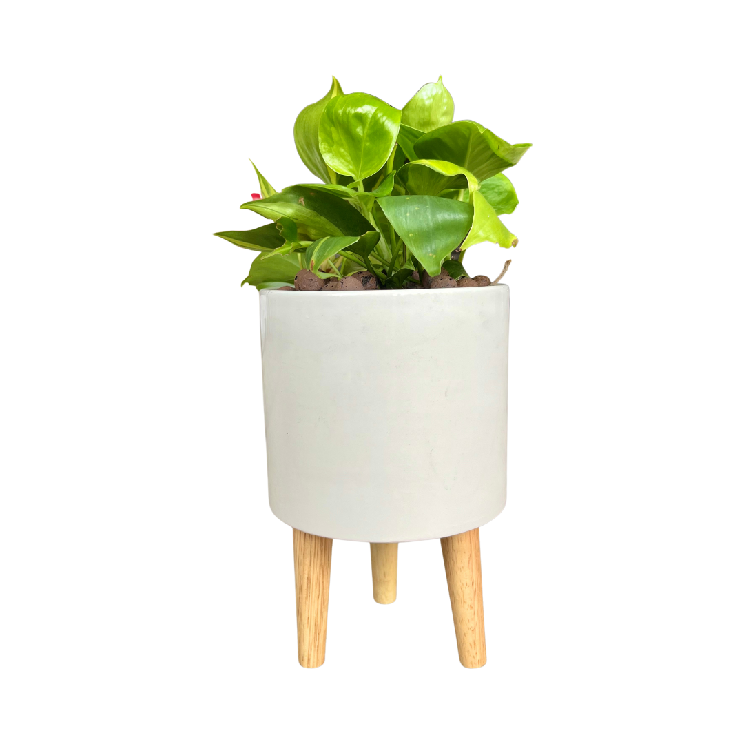 Elevated Planter with Wooden Stand | Ceramic Pots