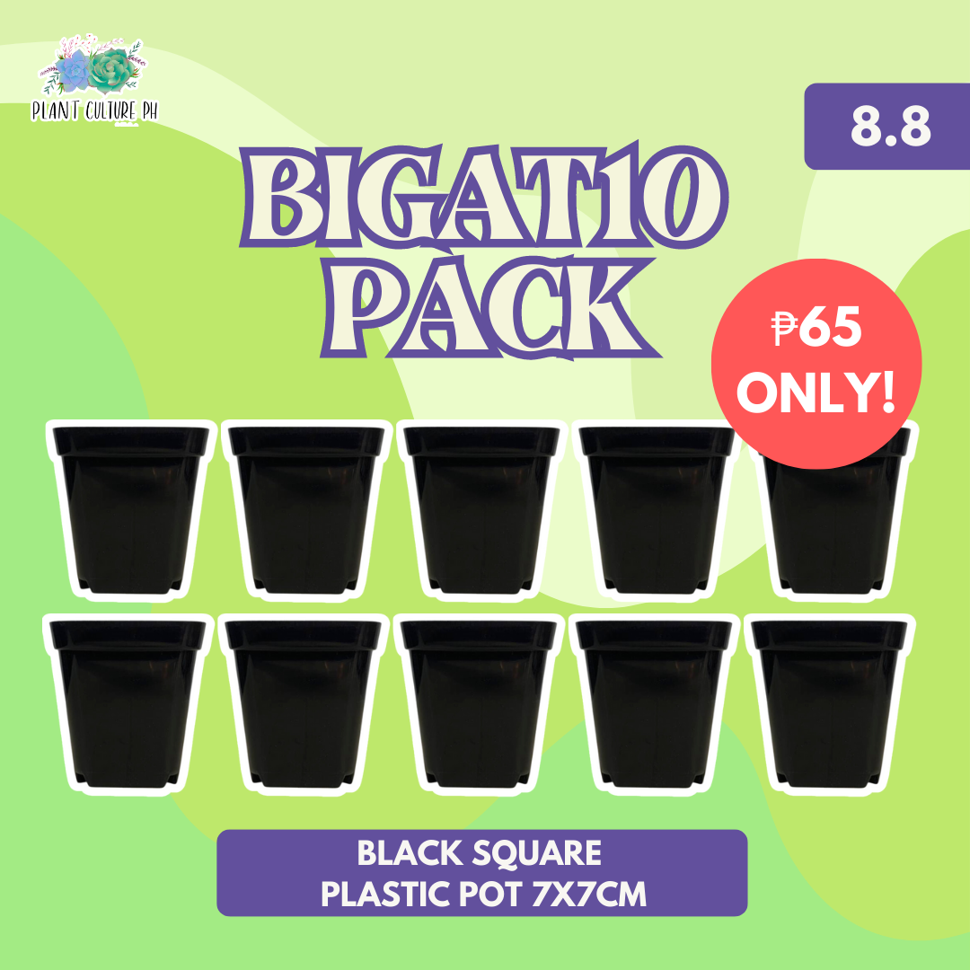 Plant Culture BIGAT10 Pack Black Square Plastic Pot 7x7cm 10pcs