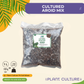 Cultured Aroid Mix 1L & 5L | Ready-to-Use Soil Mix