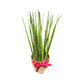 Plant Culture Sansevieria Bacularis 9cm – Minimalist Christmas Gift Plant
