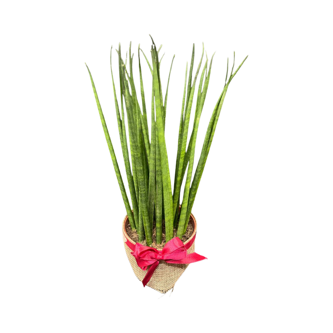 Plant Culture Sansevieria Bacularis 9cm – Minimalist Christmas Gift Plant