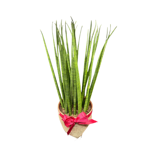 Plant Culture Sansevieria Bacularis 9cm – Minimalist Christmas Gift Plant