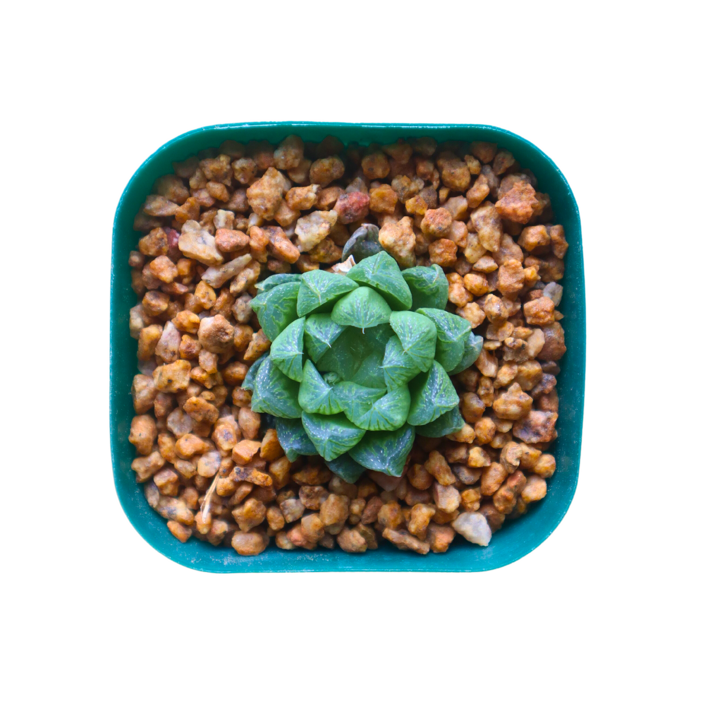 Haworthia Obtusa Hybrid