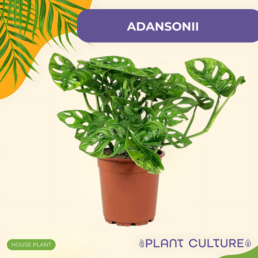 Monstera Adansonii