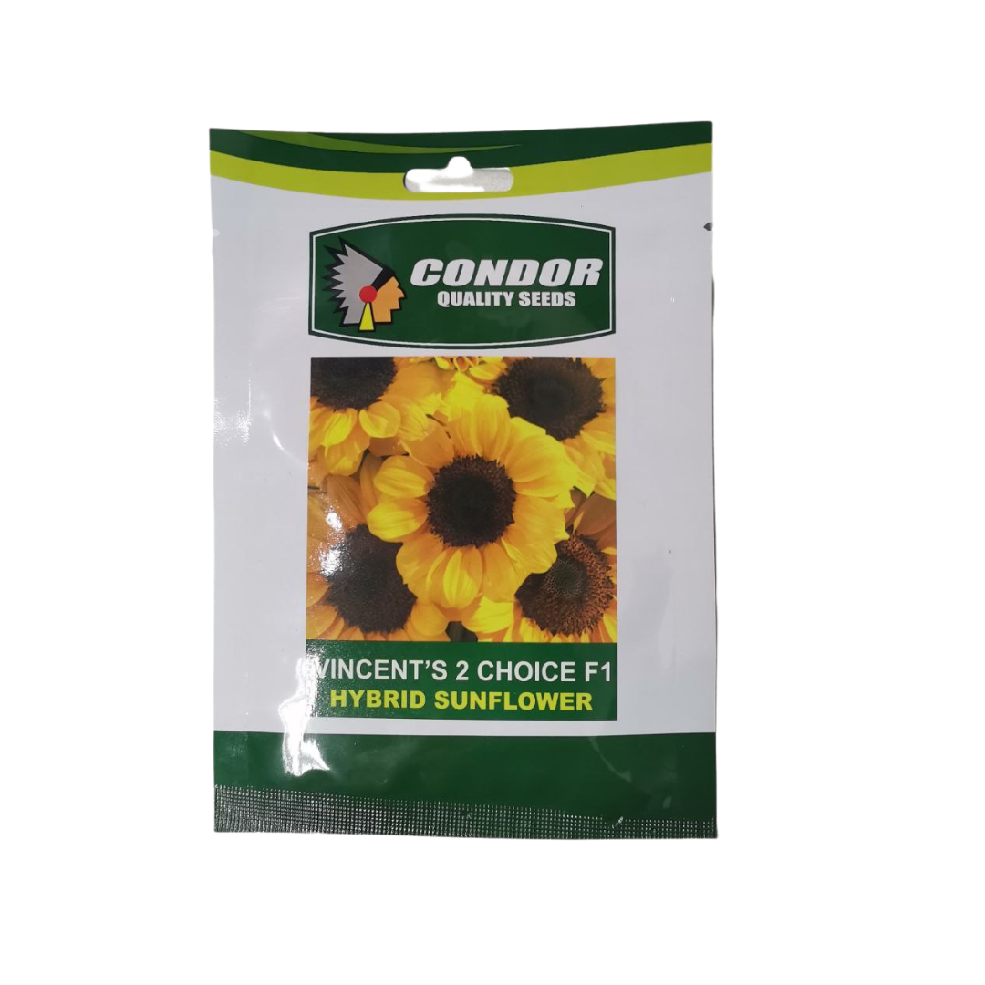 Condor Quality Flower Seeds Hybrid Sunflower Vincent's 2 Choice F1 20 Seeds