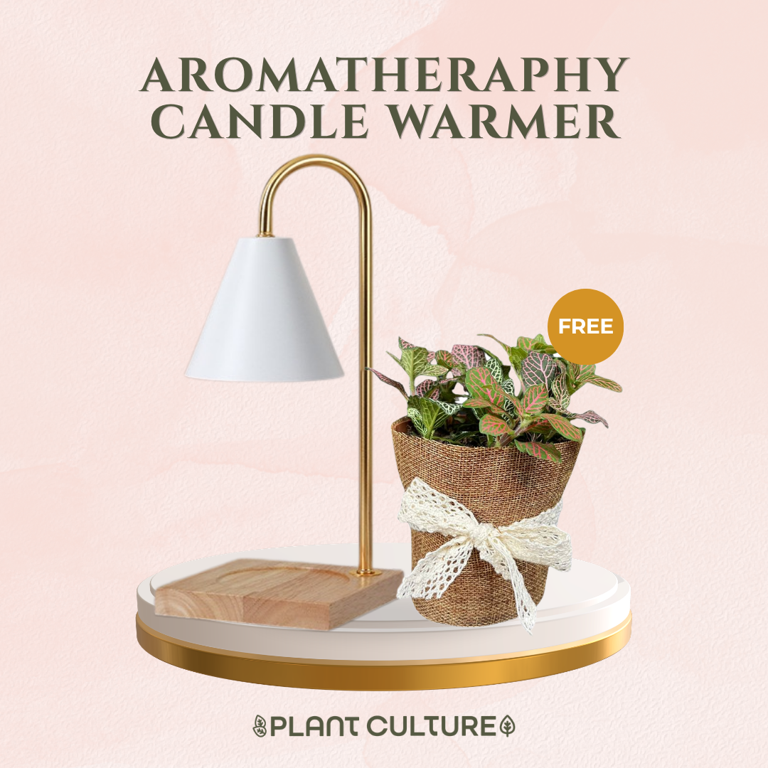Gift Bundle | Fittonia + Lamps