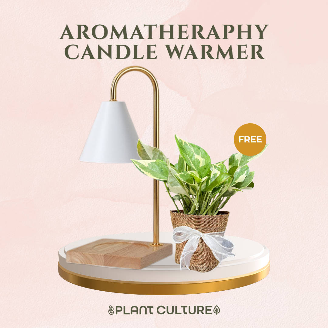Gift Bundle | NJoy Pothos + Lamps
