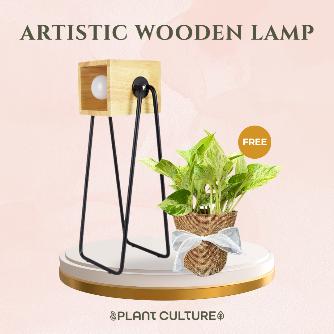 Gift Bundle | Marble Queen + Lamps
