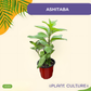 Ashitaba Plant