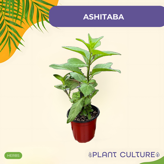 Ashitaba Plant