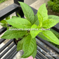 Ashitaba Plant