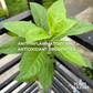 Ashitaba Plant