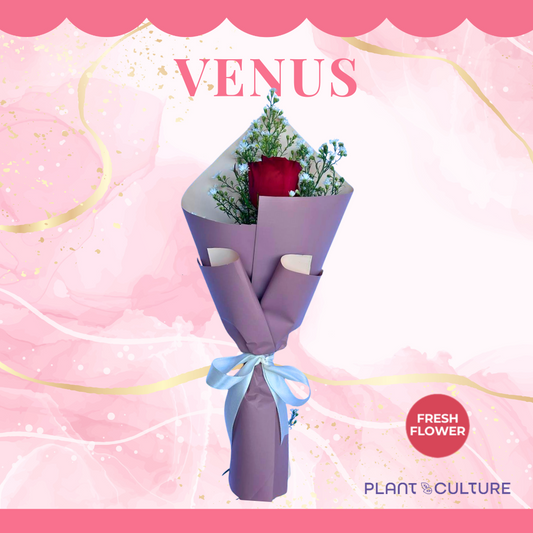 Venus Fresh Red Rose Imported Flower Bouquet 1pc