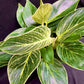 Philodendron Birkin – 3-in-1 Bundle