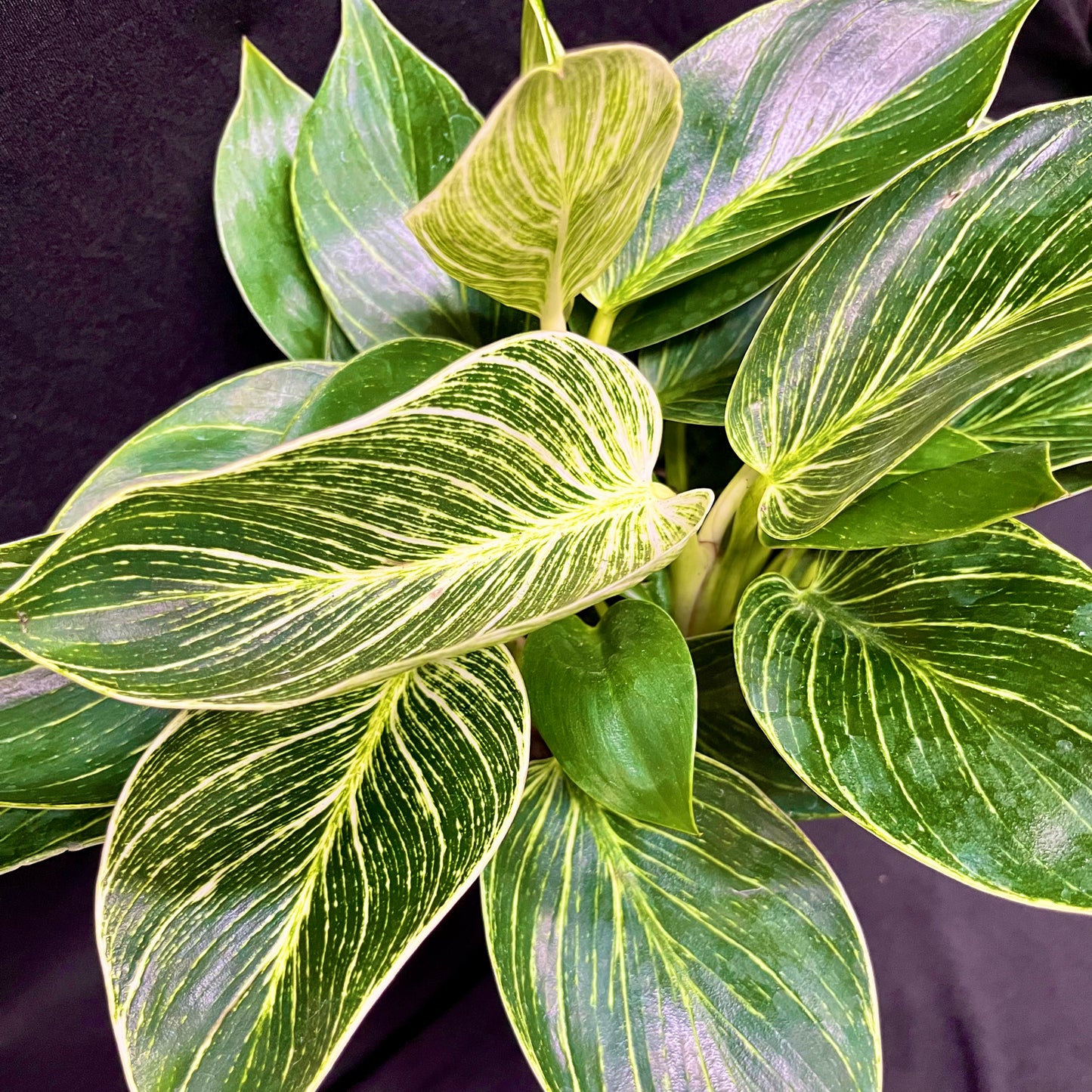 Philodendron Birkin – 3-in-1 Bundle