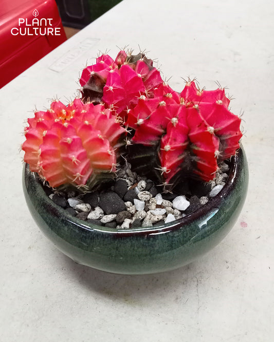 Classy Elegant Pots