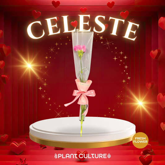 Celeste Fresh Pink Carnation 1pc Imported Flower Bouquet