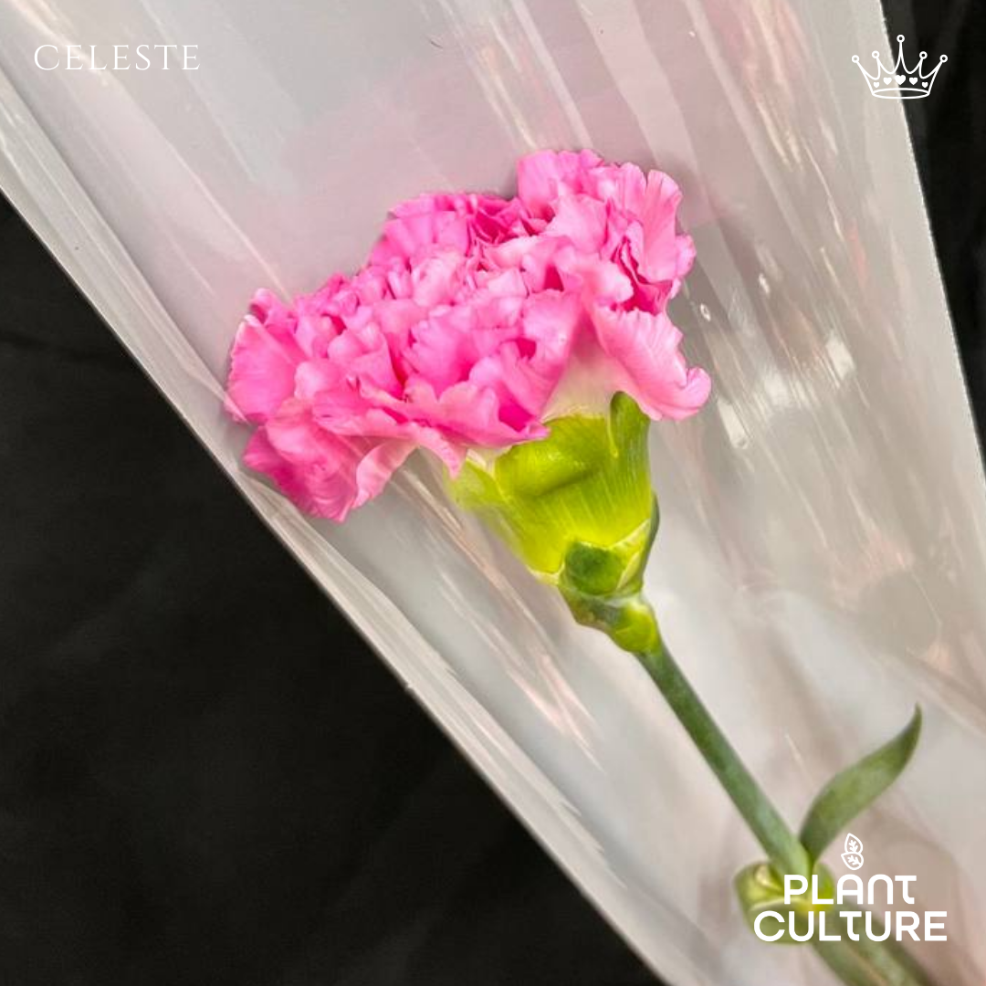 Celeste Fresh Pink Carnation 1pc Imported Flower Bouquet