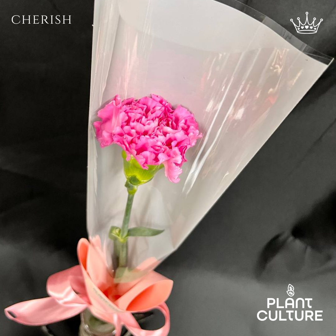 Celeste Fresh Pink Carnation 1pc Imported Flower Bouquet