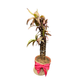 Plant Culture Wishing Plant – Good Luck Christmas Gift