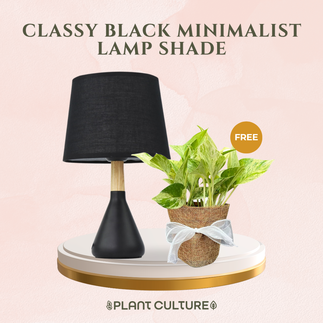 Gift Bundle | Marble Queen + Lamps
