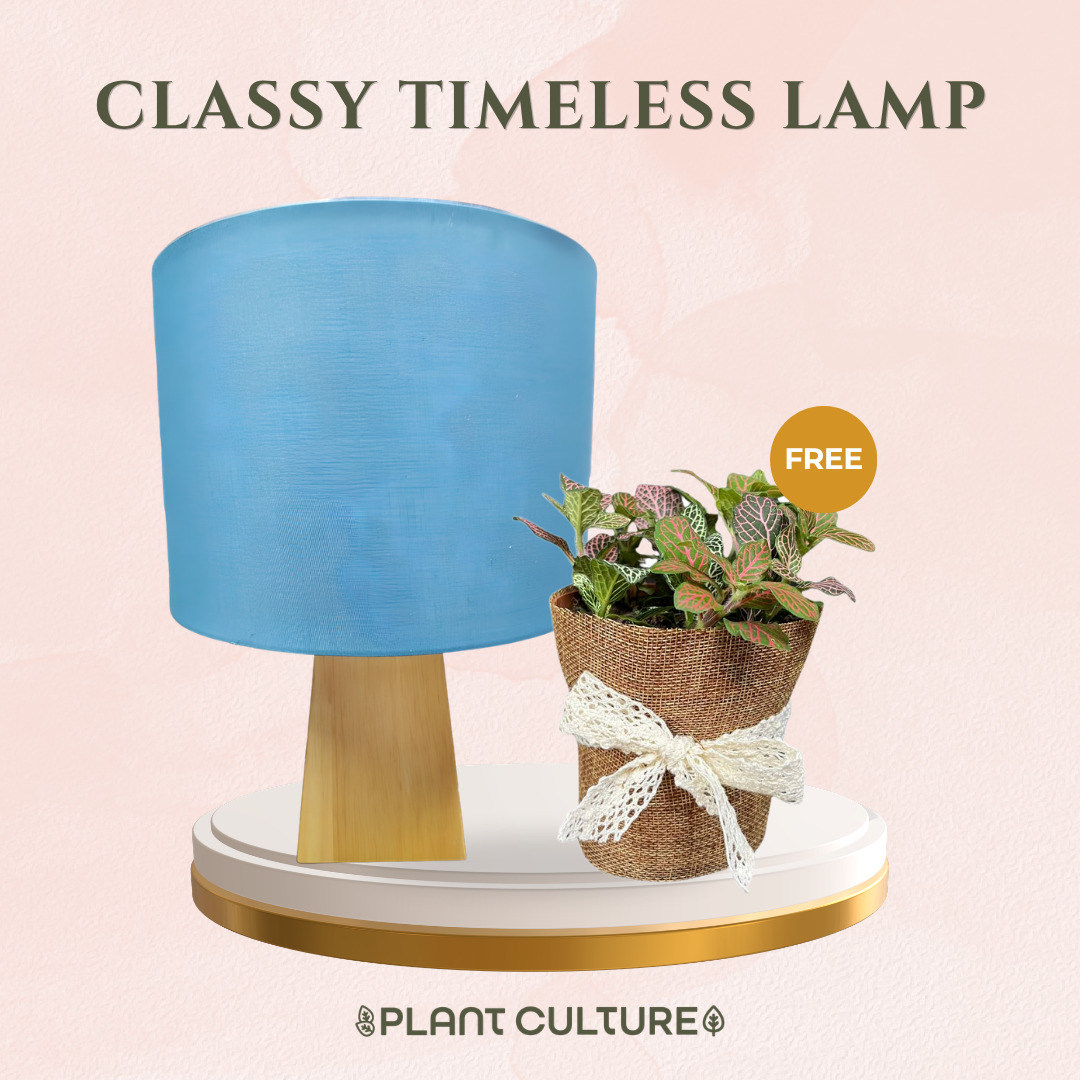 Gift Bundle | Fittonia + Lamps