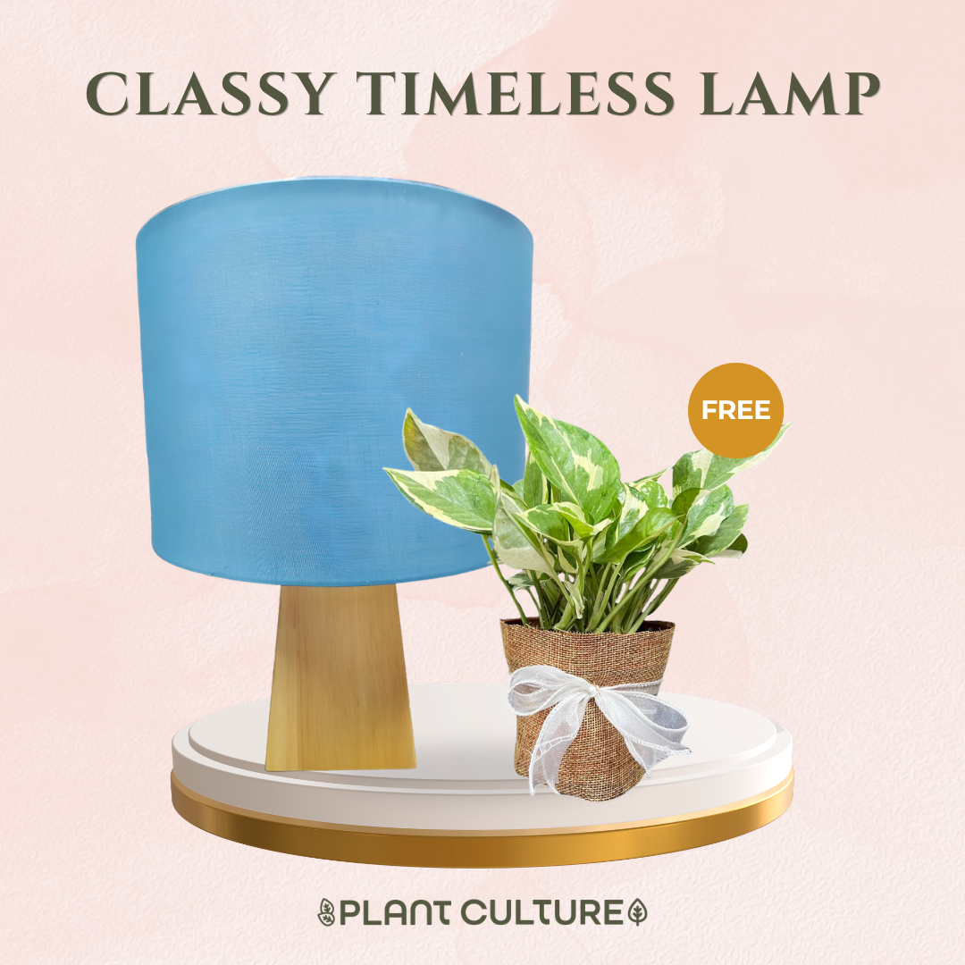 Gift Bundle | NJoy Pothos + Lamps