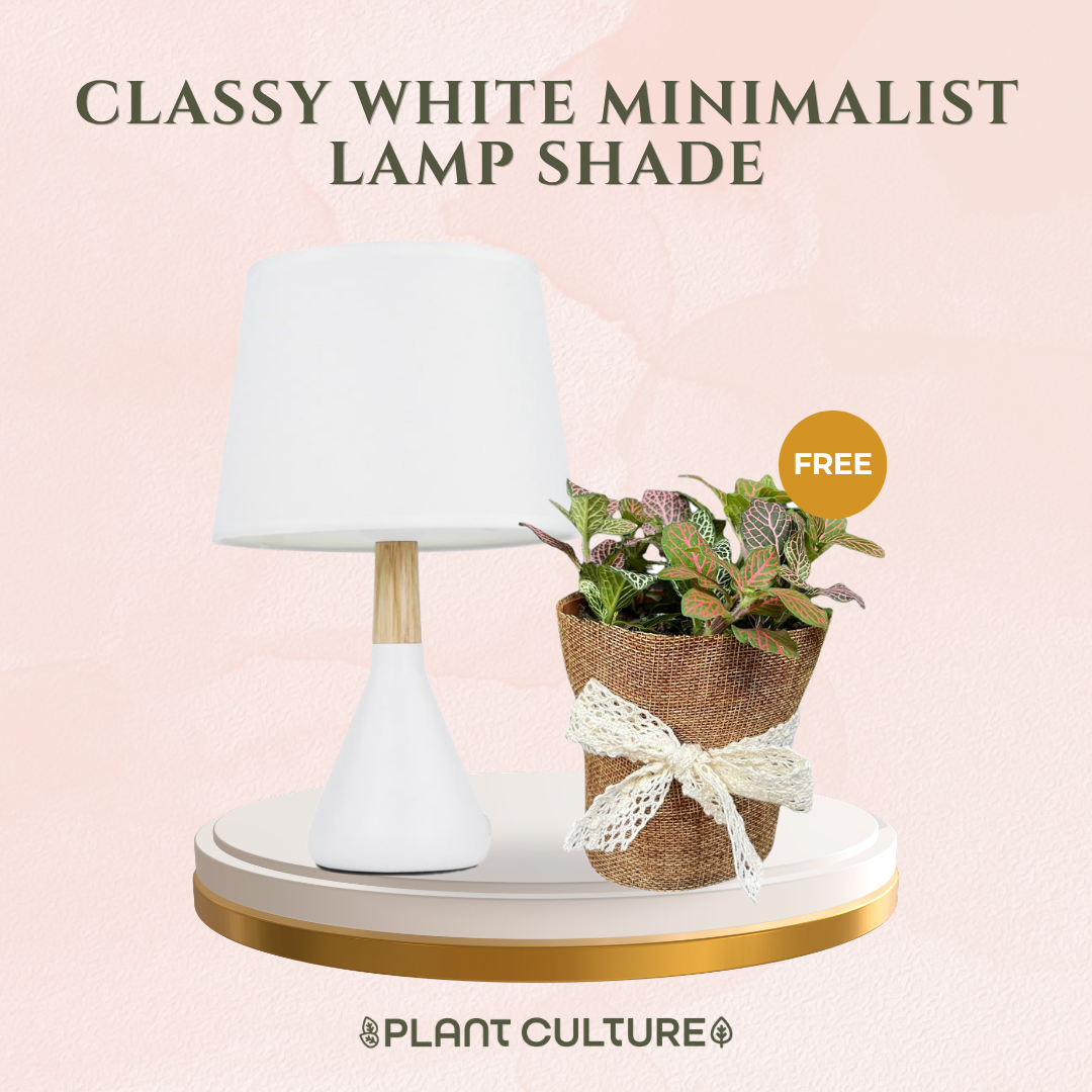 Gift Bundle | Fittonia + Lamps