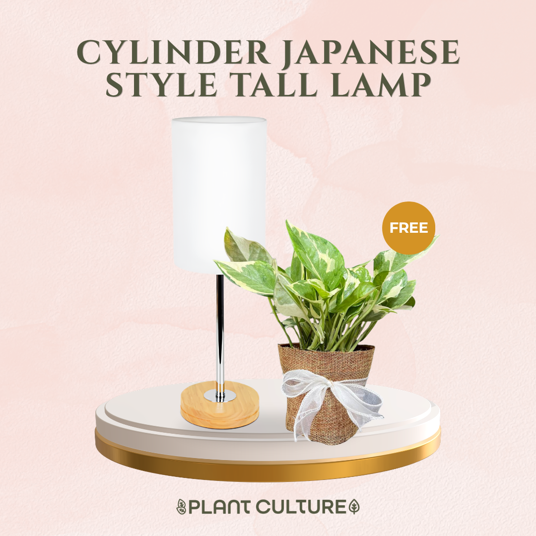 Gift Bundle | NJoy Pothos + Lamps