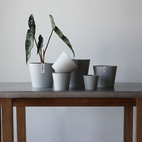 Plant Culture Urban Planter – Modern Taper w/ Catch Plate for plants