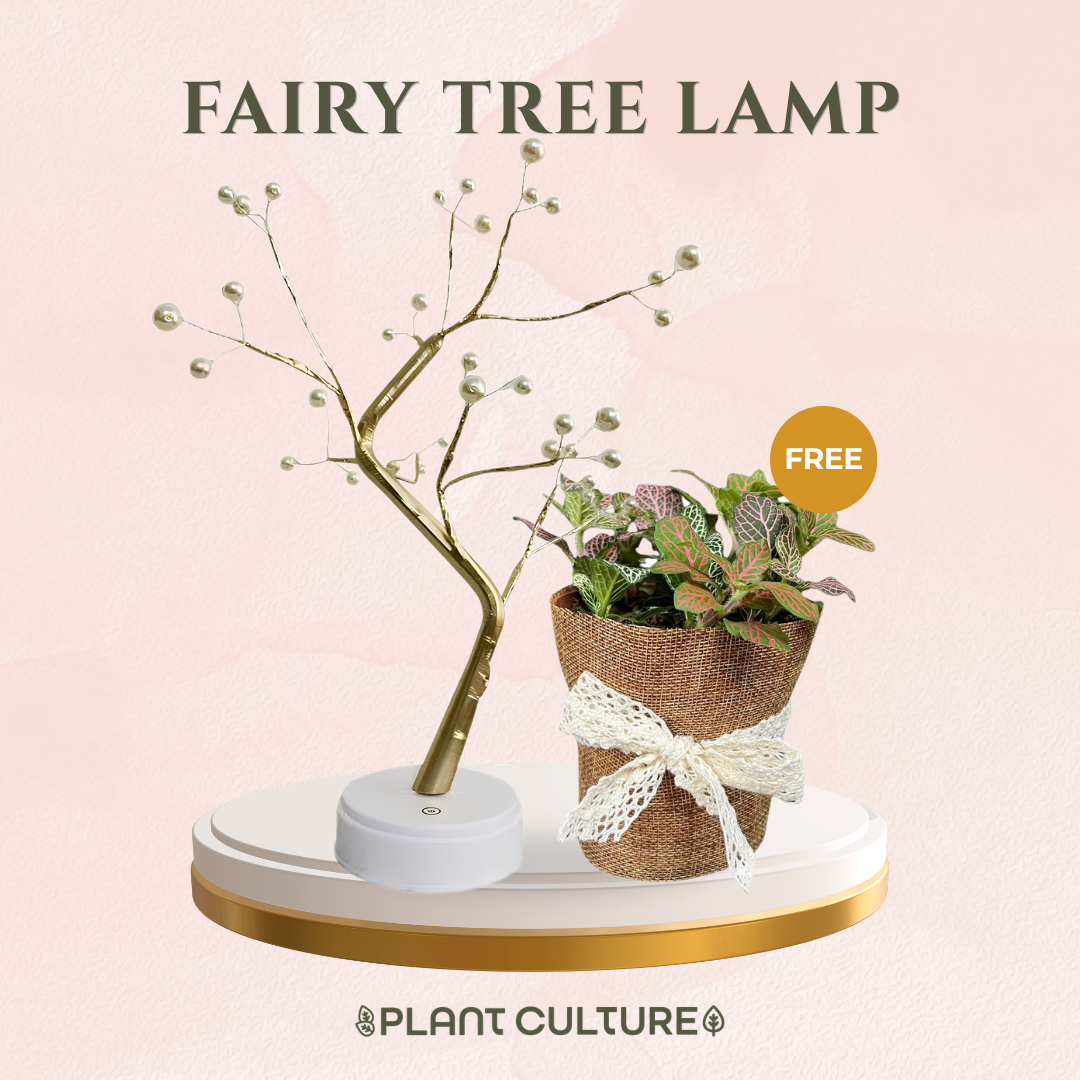 Gift Bundle | Fittonia + Lamps