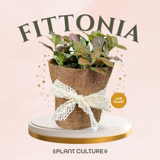 Mother’s Day Gift Bundle | Fittonia + Lamps