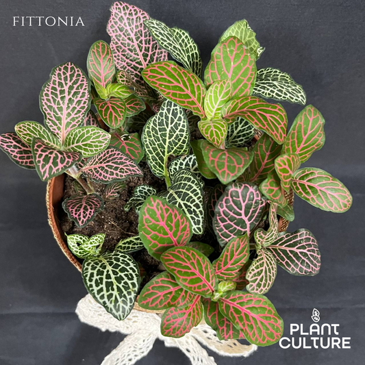 Mother’s Day Gift Bundle | Fittonia + Lamps