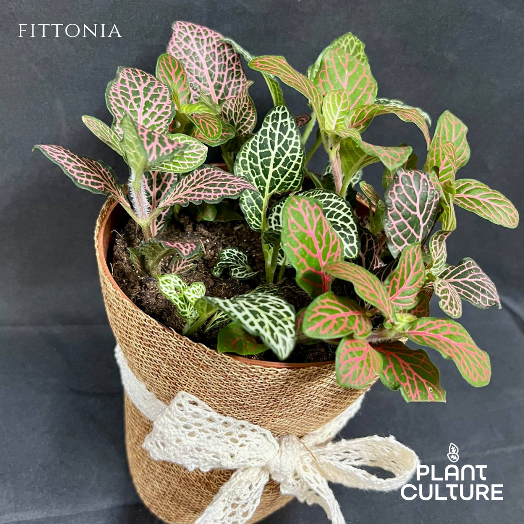 Gift Bundle | Fittonia + Lamps
