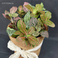 Gift Bundle | Fittonia + Lamps