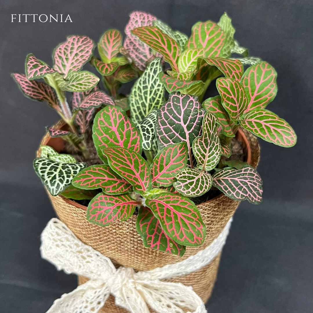 Gift Bundle | Fittonia + Lamps