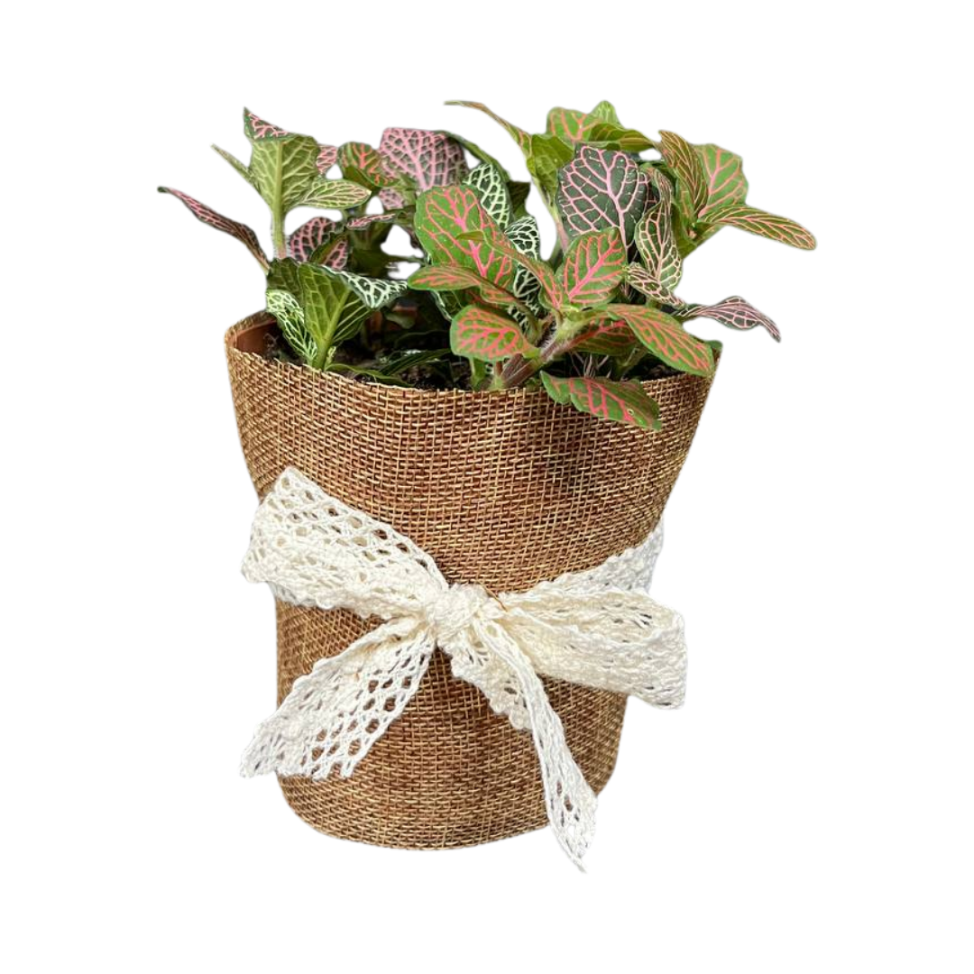Gift Bundle | Fittonia + Lamps