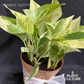 Gift Bundle | Marble Queen + Lamps