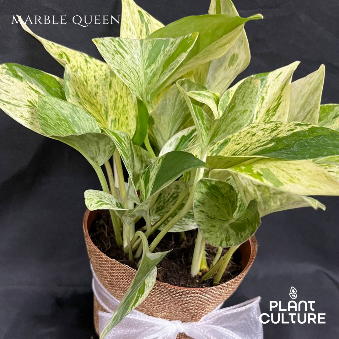 Gift Bundle | Marble Queen + Lamps