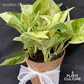 Gift Bundle | Marble Queen + Lamps