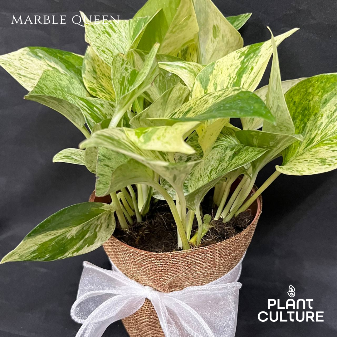 Gift Bundle | Marble Queen + Lamps