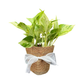 Gift Bundle | Marble Queen + Lamps