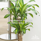 Fortune Plant Dracaena Fragrans
